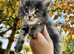 Hunter - Maine Coon Kitten For Sale - Sedalia, MO, US