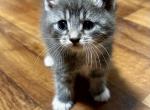 Female Mix Siames and domestic - Domestic Kitten For Sale - 