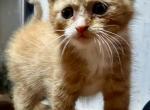 Mix Siames and domestic - Domestic Kitten For Sale - 