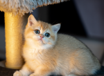 Iris - British Shorthair Kitten For Sale - 