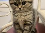 Milo - Scottish Straight Kitten For Sale - Levittown, PA, US