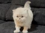 Tallie Blue Point BOY - Himalayan Kitten For Sale - Gaithersburg, MD, US