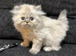 Evee Kitten 6 Tortie Lynx Point GIRL - Himalayan Kitten For Sale - Gaithersburg, MD, US