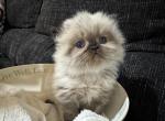 Tallie Seal Point GIRL - Himalayan Kitten For Sale - Gaithersburg, MD, US