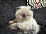 Tallie Seal Point BOY - Himalayan Kitten For Sale - Gaithersburg, MD, US