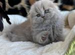 Unique - Scottish Fold Kitten For Sale - 