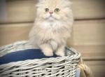 Baron - British Shorthair Kitten For Sale - Des Moines, WA, US