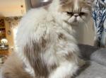 Puzzles    Reduced   Exotic Long Hair - Exotic Kitten For Sale - Granbury, TX, US