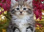 Litter V - Siberian Kitten For Sale - 