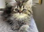 Black tabby tortie girl - Scottish Straight Kitten For Sale - Sun City Center, FL, US