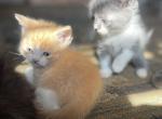 Scottish Straight Kittens - Scottish Straight Kitten For Sale - Springdale, AR, US