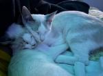 Algae & Kelpie - Siamese Cat For Sale - Inglewood, CA, US