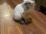 Cats - Siamese Kitten For Sale - Barre, MA, US