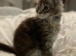 Maine coon kittens - Maine Coon Kitten For Sale - 