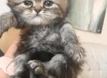 Bingo - Persian Kitten For Sale - Allen, TX, US