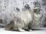 Reef - Ragdoll Cat For Sale - 