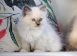 Squid - Ragdoll Kitten For Sale - Littleton, NH, US