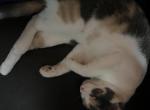 Pixel - Domestic Cat For Adoption - Lubbock, TX, US