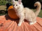 Male Z - Maine Coon Kitten For Sale - 