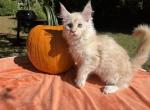 Male Z - Maine Coon Kitten For Sale - Charlottesville, VA, US