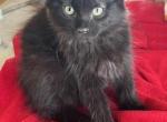 BLACK FLUFFY - Persian Kitten For Sale - Bryan, TX, US