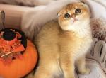 Beautiful kitty - Scottish Fold Kitten For Sale - New York, NY, US