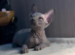 Zorro - Sphynx Kitten For Sale - Norwalk, CT, US