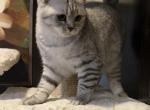 Jasmine - British Shorthair Kitten For Sale - 