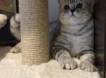 Matroskin - British Shorthair Kitten For Sale - 