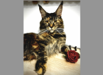 Tatiana - Maine Coon Cat For Sale - Marlton, NJ, US