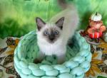 Miss Yellow - Ragdoll Kitten For Sale - FL, US