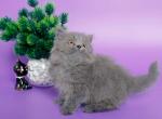 Xara Longhair - British Shorthair Kitten For Sale - Gurnee, IL, US