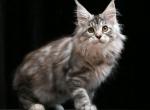 Gina - Maine Coon Kitten For Sale - Gurnee, IL, US