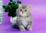 Xenon Longhair - British Shorthair Kitten For Sale - Boston, MA, US