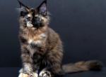 Malificenta Polydactyl - Maine Coon Kitten For Sale - Houston, TX, US