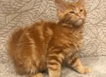 Whitley - Maine Coon Kitten For Sale - Brighton, CO, US