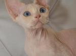 Pinky - Devon Rex Kitten For Sale - Brooklyn, NY, US