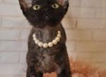 Chloe - Devon Rex Kitten For Sale - Brooklyn, NY, US