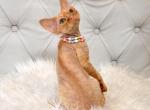 Sawyer - Devon Rex Kitten For Sale - Brooklyn, NY, US