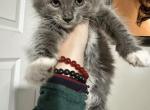 Von Flusen Fluffsters - Russian Blue Kitten For Sale - Elmwood Park, NJ, US