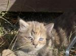 Cream and Orange and Fluffy Grey Kittens - Domestic Kitten For Adoption - Tobyhanna, PA, US