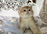 Gela - Scottish Straight Kitten For Sale - 