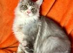 Maestro - Maine Coon Kitten For Sale - Brooklyn, NY, US