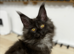 Lamborghini - Maine Coon Kitten For Sale - Marlton, NJ, US