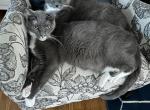 Eloise and Romeo - Domestic Cat For Adoption - Falls Church, VA, US