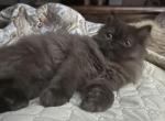 Muffin  rare chocolate  ready to go today - Persian Kitten For Sale - 