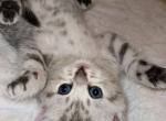 Kittens - British Shorthair Kitten For Sale - Port Charlotte, FL, US