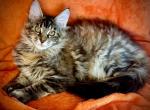 Laura - Maine Coon Kitten For Sale - 