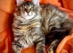 Laura - Maine Coon Kitten For Sale - 