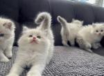 Willow litter A - Ragdoll Kitten For Sale - Diamond Bar, CA, US